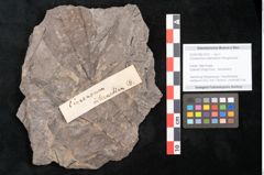 Foto (Detailansicht) von Cinnamomum intermedium Ettingshausen (NHMW-GEO-2024-0188-10151)